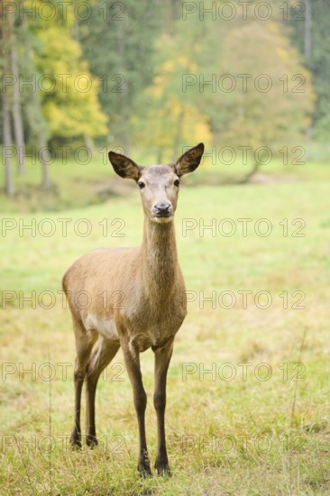 Red deer (Cervus elaphus) hind walking on a meadow, Bavaria, Germany