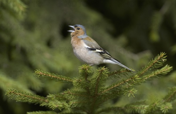 Common Chaffinch (Fringilla coelebs) male singing, Saxony, Germany