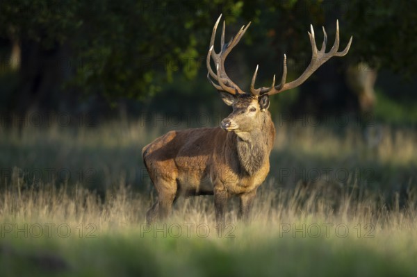 Red deer (Cervus elaphus) with heavy antlers in rut, Klamptenborg, Copenhagen, Denmark