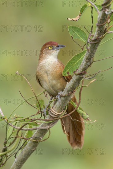 Greater Thornbird (Phacellodomus ruber) perched on a branch in the Pantanal of Brazil