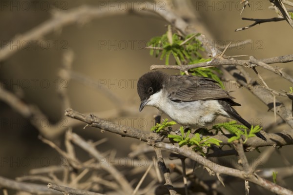 Arabian Warbler - Akaziengrasmücke - Sylvia leucmelaena ssp. leucomelaena, Oman