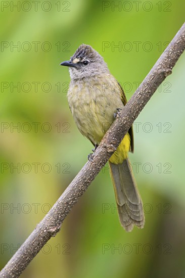 Flavescent Bulbul (Pycnonotus flavescens), Kaeng Krachan, Thailand