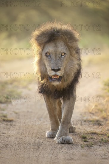 African Lion (Panthera leo) majestic male close-up, Sabi Sands, South Afrika