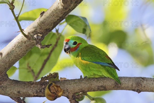 Double-eyed Fig Parrot (Cyclopsitta diophthalma macleayana) male perched on a branch, Queensland, Australia