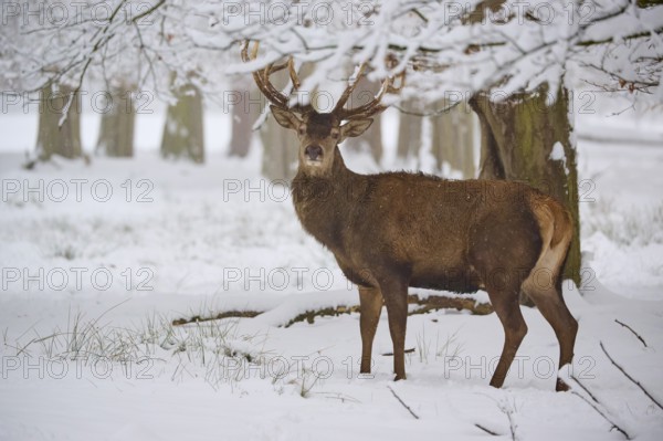 A stately stag stands in a snowy forest, surrounded by trees, winter, red deer (Cervus elaphus), Hesse, Germany