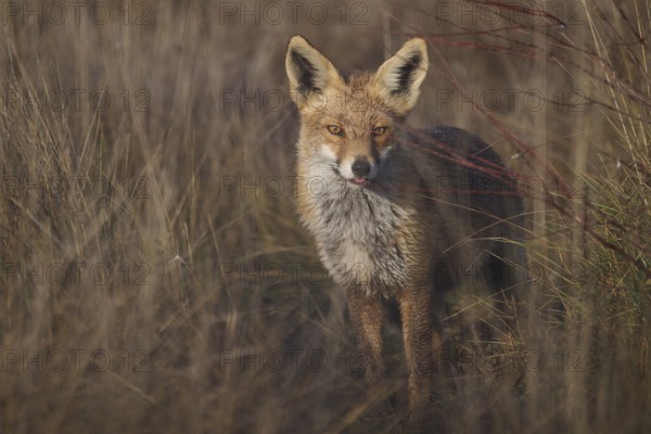 A captivating image featuring a fox in a natural setting, its fur blending with the earthy tones of tall grass and twigs. The focus is sharp on the animal's eyes, reflecting its alertness and wild essence