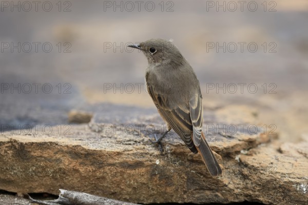 Rusty-tailed Wheatear, (Oenanthe familiaris), adult, alert, Mountain Zebra National Park, South Africa