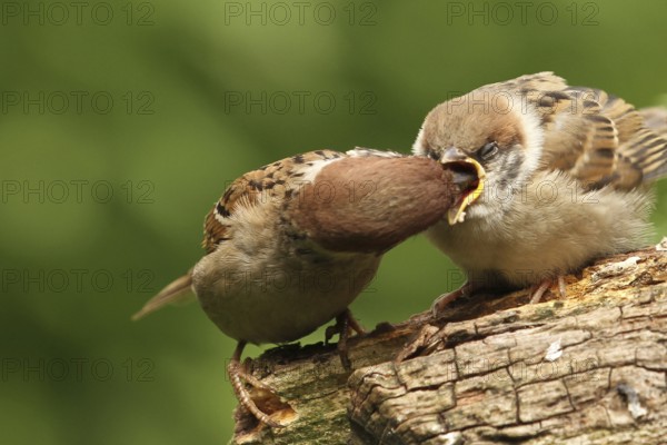Eurasian Tree Sparrow (Passer montanus) juvenile, Lower Saxony, Germany