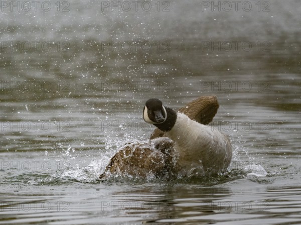 A Canada goose bathing, Ümminger See, Bochum, North Rhine-Westphalia, Germany