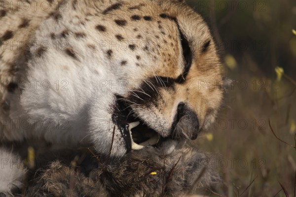 Cheetah (Acinonyx jubatus) female feeding on kill, Castile-La Mancha, Spain