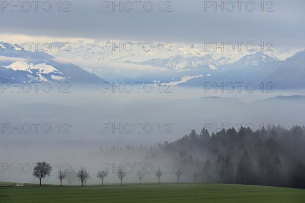 Landscape covered in fog, snow-covered Alps behind, Beinwil, Freiamt, Horben, Lindenberg, Aargau Canton, Switzerland
