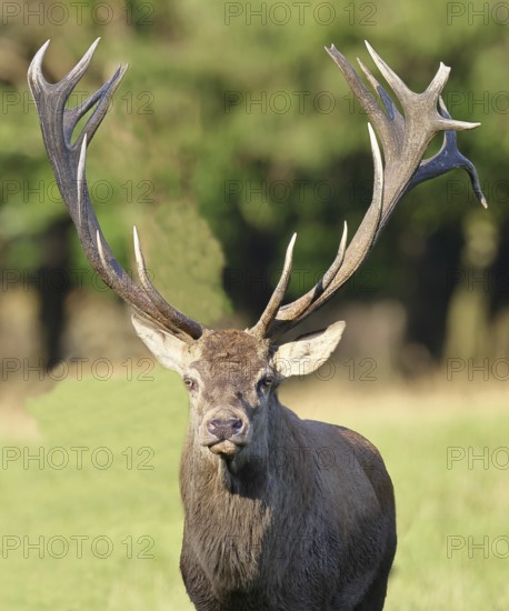 Red deer (Cervus elaphus), capital stag during the rut at the edge of the forest, animal portrait, Wildlife, North Rhine-Westphalia, Germany