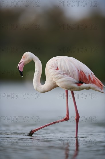 Greater Flamingo (Phoenicopterus roseus) walking in the water, Parc Naturel Regional de Camargue, France