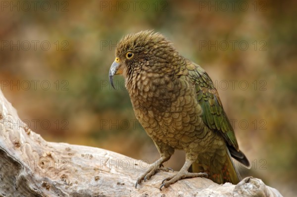 Kea parrot, Nestor notabilis, green bird in the nature habitat, mountain in the New Zealand. Kea sititng on the tree trunk, wildlife scene from nature. Travelling in New Zealand