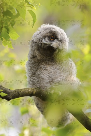 Long-eared Owl (Asio otus) juvenile perched in tree, North Rhine-Westphalia, Germany