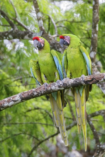Great-Green Macaw (Ara ambigua) perched on a branch in Costa Rica