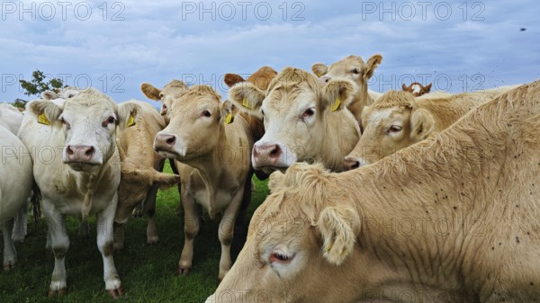 A group of cows (bos taurus) on a green meadow under a cloudy sky, Franconian Forest nature park Park