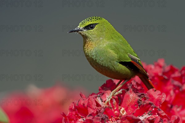 Fire-tailed Myzornis (Myzornis pyrrhoura) perched on Rhododendron flower, Darjeeling, India