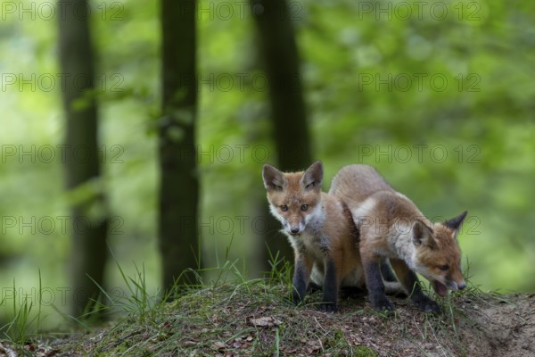 Red fox cubs (Vulpes vulpes) playing in front of the den, animal cubs, cute, youth, May, Germany