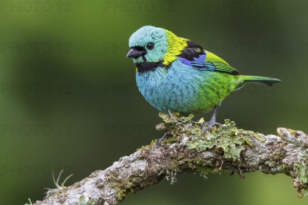 Green-headed Tanager (Tangara seledon) perched on a branch in the Atlantic rainforest of southeast Brazil