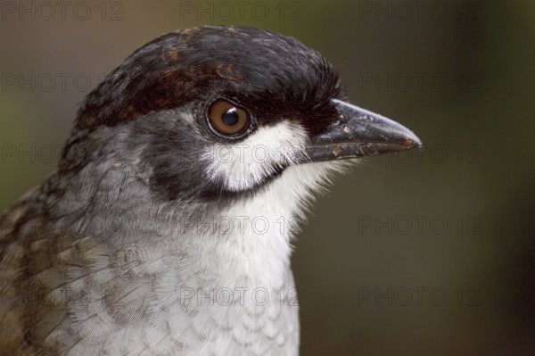 Jocotoco Antpitta (Grallaria ridgelyi), Ecuador