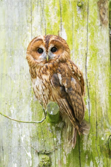 Tawny owl (Strix aluco) sitting on a branch, Bavaria, Germany