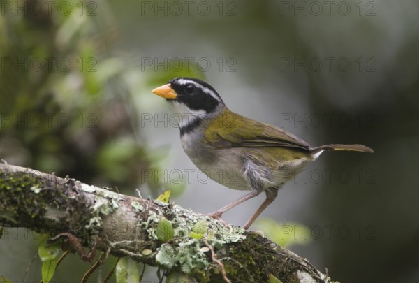 Orange-billed Sparrow (Arremon aurantiirostris), Pichincha, Ecuador