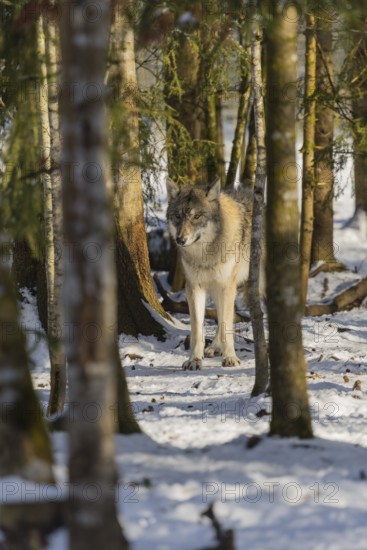 A young grey wolf (Canis lupus lupus) walks across the snowy forest floor on a cold, sunny day