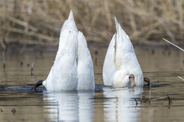 Mute Swan (Cygnus olor) dabbling, Mecklenburg-Western Pomerania, Germany