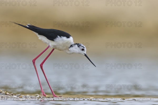 Black-winged Stilt (Himantopus himantopus) male foraging, North Rhine-Westphalia, Germany