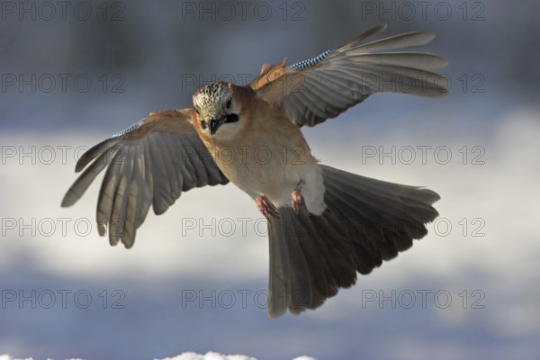Eurasian Jay (Garrulus glandarius) flying, Rhineland-Palatinate, Germany