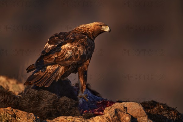 Eagle with cow calf carcass. Golden eagle, stone, Rhodopes mountain, Bulgaria. Eagle, evening light, brown bird of prey with big wingspan. Cow carcass on the rock with eagle, sunset