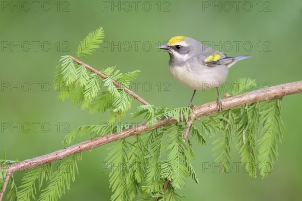 Golden-winged Warbler (Vermivora chrysoptera) female perched on a branch, Texas, USA