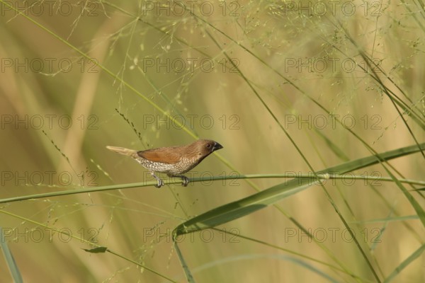Scaly-breasted Munia (Lonchura punctulata), Kaeng Krachan, Thailand