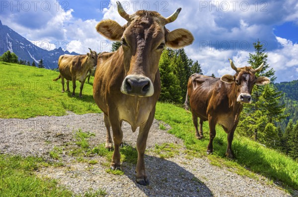 Braunvieh grazes on an alpine pasture in the Swiss Alps near Urnäsch and Schwägalp, Canton Appenzell Ausserrhoden, Switzerland. Swiss Brown Cattle Graze on an Alpine Pasture in the Swiss Alps near Urnäsch and Schwägalp, Canton of Appenzell Ausserrhoden, Switzerland
