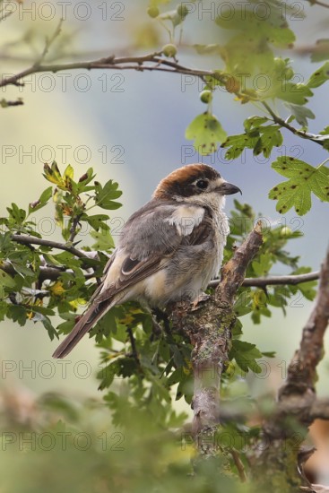 Woodchat Shrike (Lanius senator) male, Bavaria, Germany