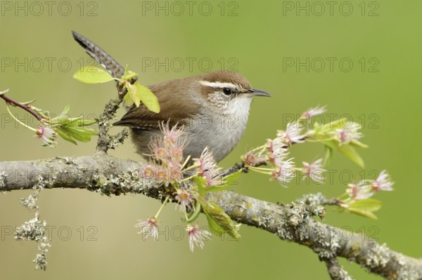 Bewick's Wren (Thryomanes bewickii), British Columbia, Canada