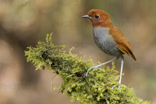 Bicolored Antpitta (Grallaria rufocinerea) perched on a branch in Colombia, South America