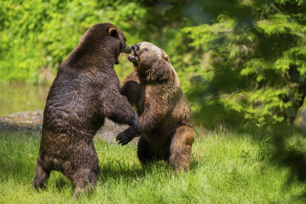 Eurasian brown bear (Ursus arctos arctos) playing with each other on a meadow, Bavarian Forest, Bavaria, Germany