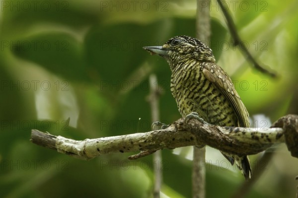 Golden-spangled Piculet (Picumnus exilis) perched on a branch in the grasslands of Guyana
