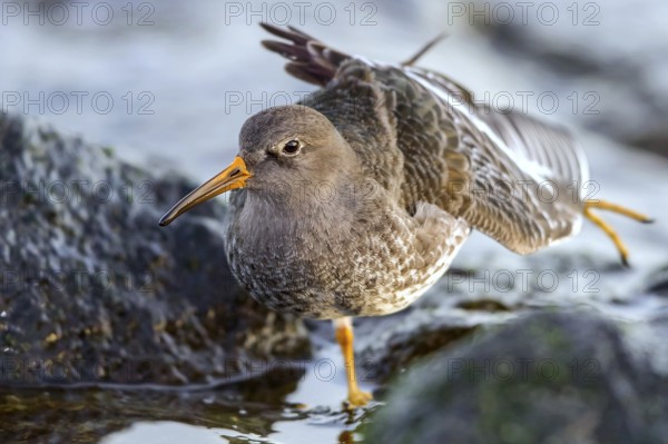 Purple Sandpiper (Calidris maritima) stretching, Mecklenburg-Western Pomerania, Germany