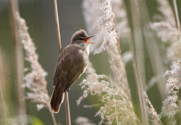 Great Reed Warbler (Acrocephalus arundinaceus) singing, Mecklenburg-Western Pomerania, Germany
