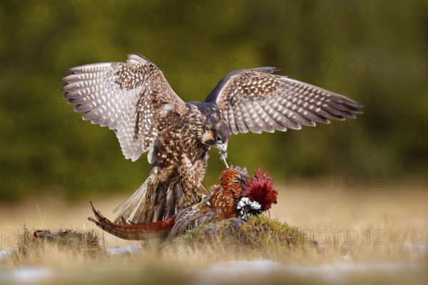 Peregrine Falcon (Falco peregrinus) feeding on a carcass of a Common Pheasant (Phasianus colchicus), Germany