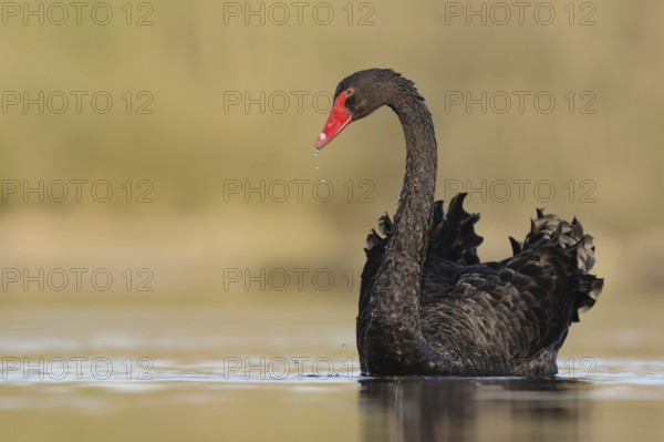 Black Swan (Cygnus atratus), North Rhine-Westphalia, Germany