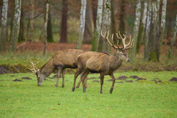 Two deer grazing on a green meadow in the forest, surrounded by autumnal trees, Red deer (Cervus elaphus), Hesse, Germany