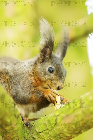 Red squirrel (Sciurus vulgaris) in a forest, Bavaria, Gernany