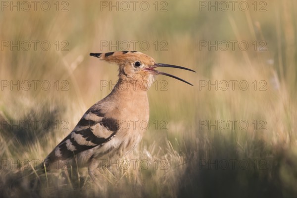 Eurasian Hoopoe (Upupa epops) calling, Subotica, Serbia