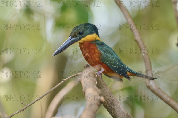 A colourful kingfisher sits attentively on a branch in a natural environment, Red-breasted Kingfisher (Megaceryle torquata), Rio Negro, Pantanal, Mato Grosso, Brazil