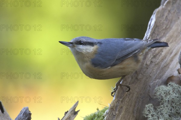Eurasian Nuthatch (Sitta europaea), North Rhine-Westphalia, Germany