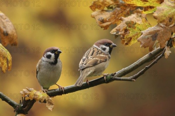 Eurasian Tree Sparrow (Passer montanus), Lower Saxony, Germany
